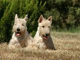 SCOTTISH TERRIER 225
